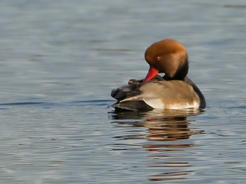 Netta rufina Krooneend Red-crested Pochard